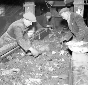 Cinder: Prague 1947, Vysocany where the garbage collected