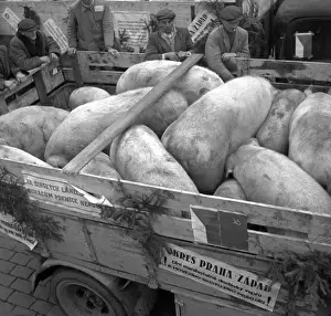 Namesti: Prague- Czechoslovakia, 1950. Pigs ready for slaughter