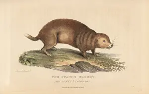 Leucurus: Prairie dog species