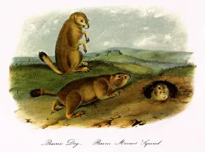 Burrow: Prairie Dogs