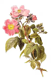 Buds: Prairie Rose