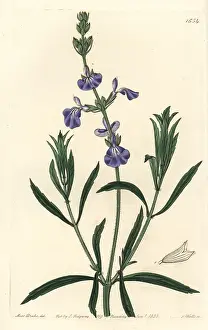 Salvia: Prairie sage, Salvia azurea