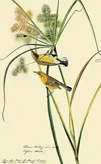 Warbler: Prairie Warbler, Dendroica discolor