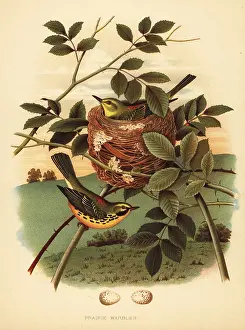 Macroura: Prairie warbler, Setophaga discolor