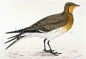 Glareola: PRATINCOLE (MORRIS)