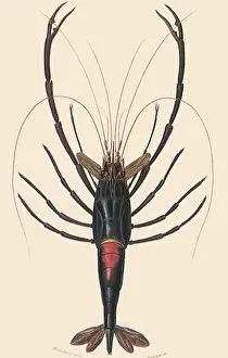 Resembles: Prawn (Palemon ornatum)