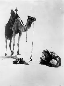Cameleer: Prayer in the desert