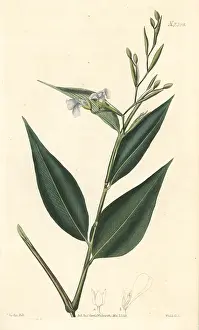 Angustifolia: Prayer plant, Stromanthe tonckat