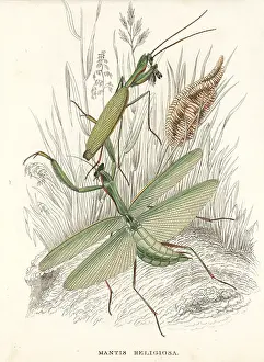 Mantis: Praying mantis, Mantis religiosa, and egg case