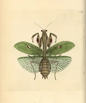 Mantis: Praying mantis, Stagmatoptera precaria