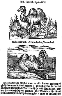 Although: Pre-binomial classification of species. Here two