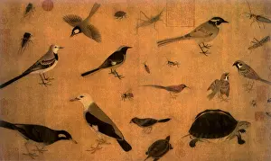 Quang: Precious Birds