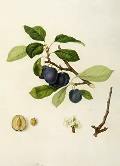 Linnaeus: Precoce de Tours Plums