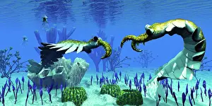 Cambrian: Two predatory Anomalocaris invertebrates have