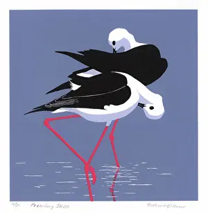 Stilts: Preening Stilts