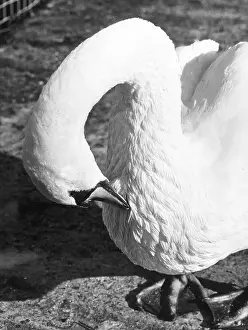 Preen: PREENING SWAN