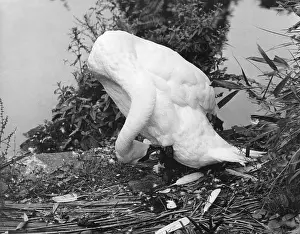 Preening: PREENING SWAN