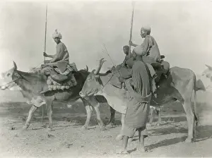 Bullocks: The preferred riding and pack animal of Aulad Hamid
