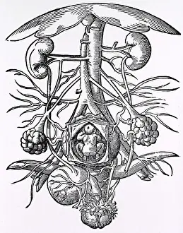 1580: Pregnancy, 16th century artwork