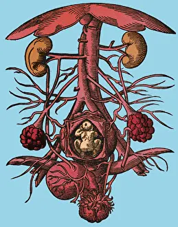 Fetus: Pregnancy, 16th century artwork
