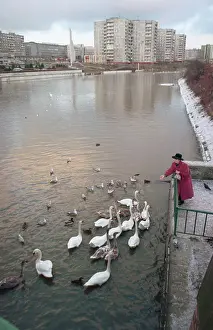 Swans: Pregolya river in spring, 1995