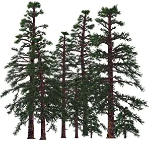 Paleobotany: Prehistoric era Araucarioxylon trees