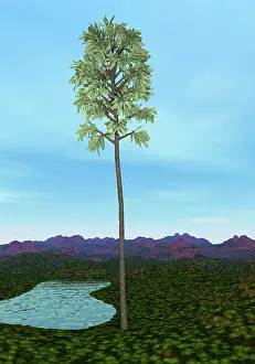 Slender: Prehistoric era Cordaites tree