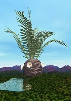 Cycad: Prehistoric era Cycadeoidea tree