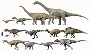 Variation: Prehistoric era dinosaurs of Niger drawn to scale