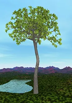 Glossopteris: Prehistoric era Glossopteris tree