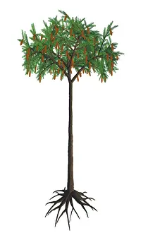 Permian: A prehistoric era Lepidodendron tree