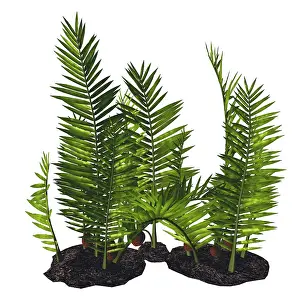 Paleobotany: A prehistoric era Nipa palm, white background