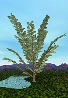 Pachypteris: Prehistoric era Pachypteris tree