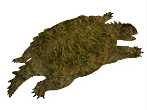Ugliness: Prehistoric era Proganochelys turtle, isolated