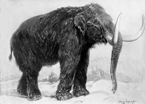 Tusks: Prehistoric glacial mammoth