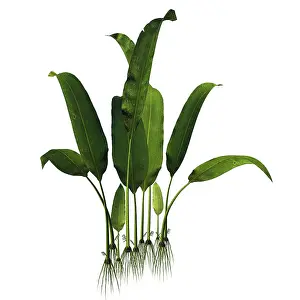 Paleobotany: A prehistoric Macrotaeniopteris plant from the