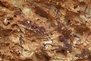 Speleological: Prehistoric paintings