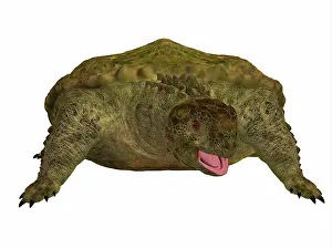 Rhaetian: A prehistoric Proganochelys turtle species from the ?