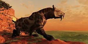 Searching: A prehistoric Smilodon Cat is on the prowl for his next prey