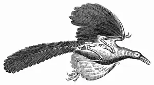 Archaeopteryx: prehistory, animals, Archaeopteryx, illustration