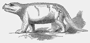 Megalosaurus: prehistory, animals, dinosaurs, Megalosaurus