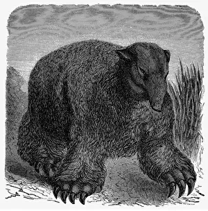 Sloths: prehistory, animals, ground sloth, illustration