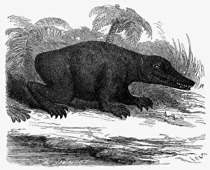 Labyrinthodont: prehistory, animals, Labyrinthodontia, Mesozoic