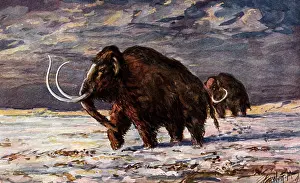 Mammoths: prehistory, animals, mammoth in the snow