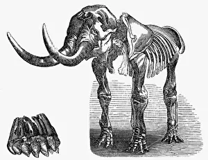 Mammoths: prehistory, animals, mastodons, skeleton of a