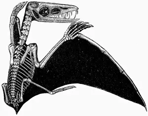 Saurian: prehistory, animals, saurians, Pterodactylus