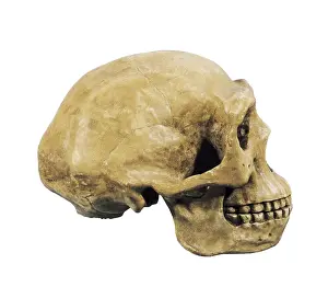 Paleoanthropology: Prehistory. Lower Paleolithic. Sinathropus skull