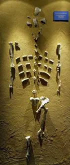 Ethiopia: Prehistory. Paleolithic. Lucy skeleton. Reproduction