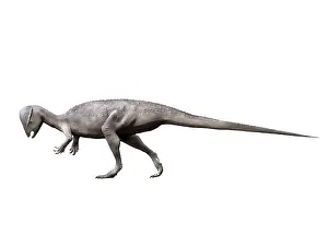 Limbs: Prenocephale dinosaur