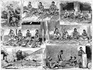 Cinnamon: The Preparation of Cinnamon in Ceylon